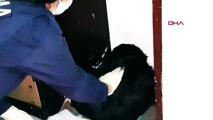 MUĞLA Kadın astsubay tedavi ettiği köpeğin doğumunu da yaptırdı