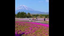 An Amazing Flower Garden in Japan I Beautiful Flower Garden I Beauty of Fruit & Flower