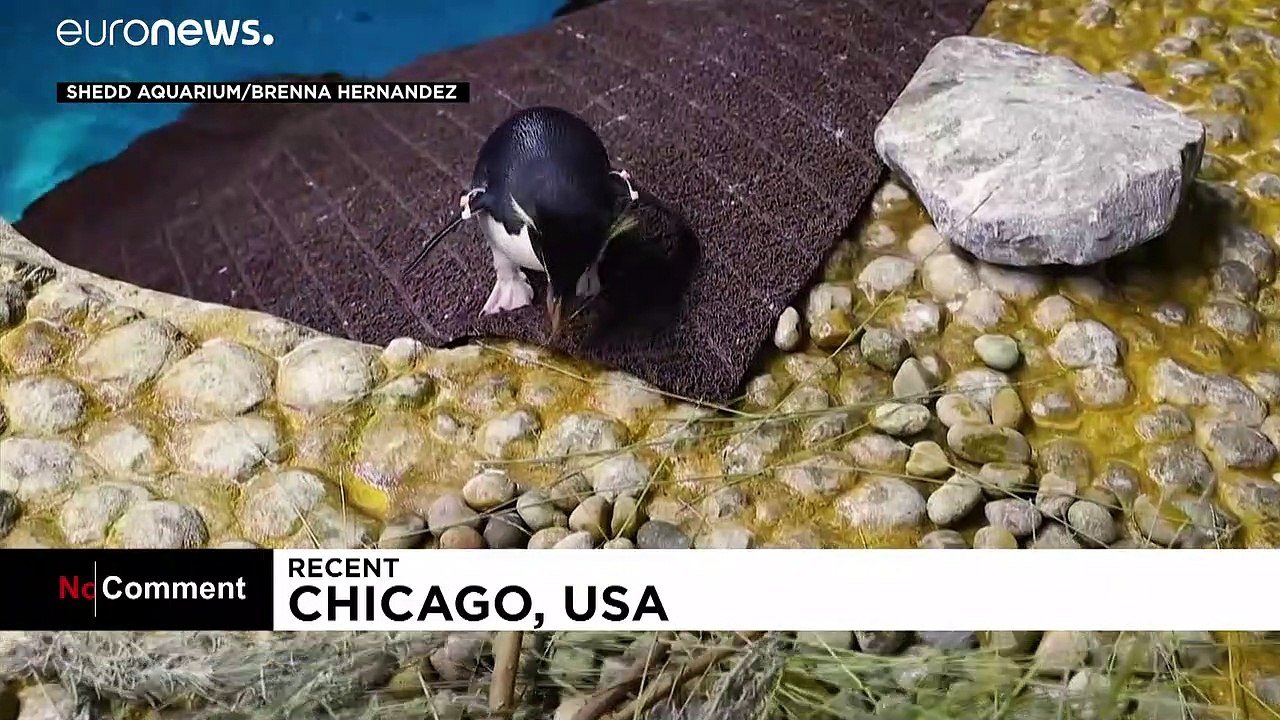 Es ist Frühling: Pinguine beim Nestbau