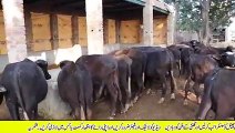 Newly Started Katta Farm _ How to Start Katta Farming in Pakistan _ Meat Busines_low