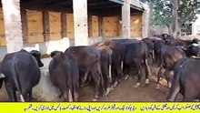 Newly Started Katta Farm _ How to Start Katta Farming in Pakistan _ Meat Busines_low