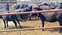 Katta Farm __ katta farming busine in Pakistan __ Katta Farming in India __ Calf_low