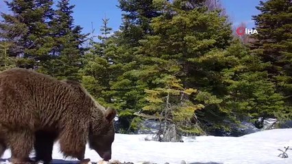 Uludağ'da yaban hayatı fotokapana takıldı