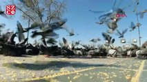 İstanbul'da yollar bomboş, meydanlar kuşlara kaldı!