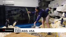 شاهد: حديقة حيوان تعرض تفاصيل موسم تزاوج البطاريق
