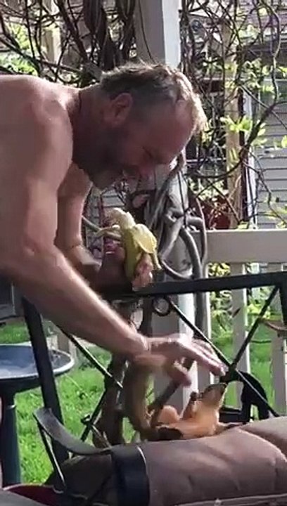 Cet écureuil sauvage revient chaque jour pour jouer !