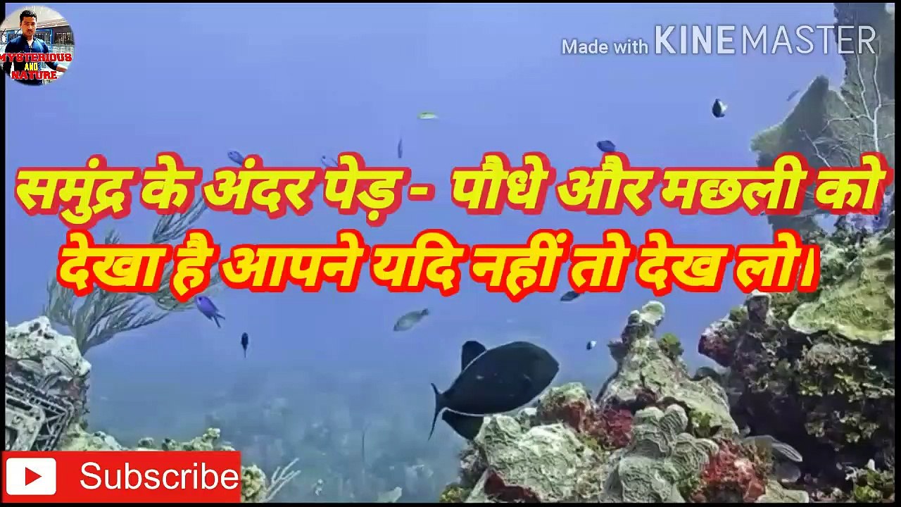 समुंद्र के अंदर पेड़ पौधों और मछली को देखा है आपने यदि नहीं तो देख लो l