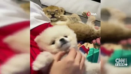 İranlı manken	lüks rezidansta gözaltına alındı