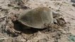 Not Easter Eggs:  Kemp’s Ridley Sea Turtle Nest Found In Texas