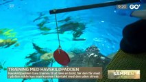 COVID-19; Petra Nagel er på besøg hos havskildpadden i Den Blå Planet | Go morgen Danmark | TV2 Danmark