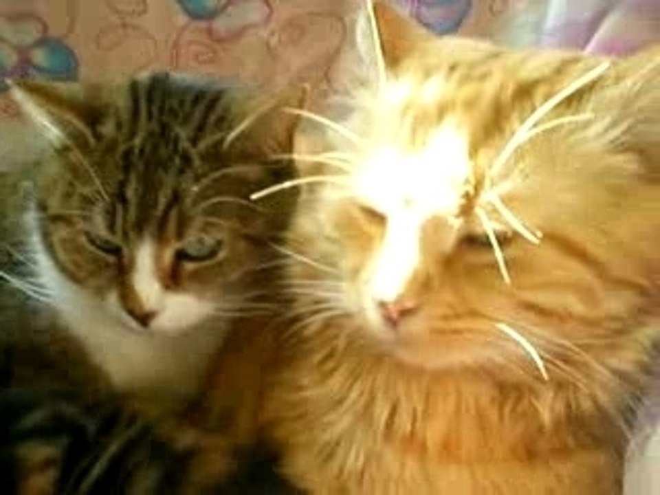 chat roi