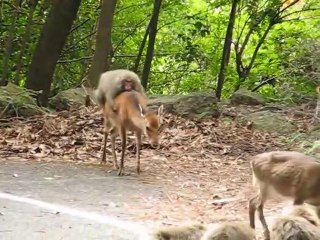 Ce singe se prend pour un cavalier sur le dos d'une biche