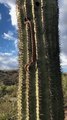 Ce serpent escalade un cactus d'une façon géniale