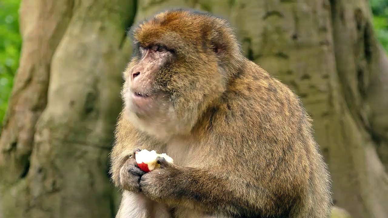 animal