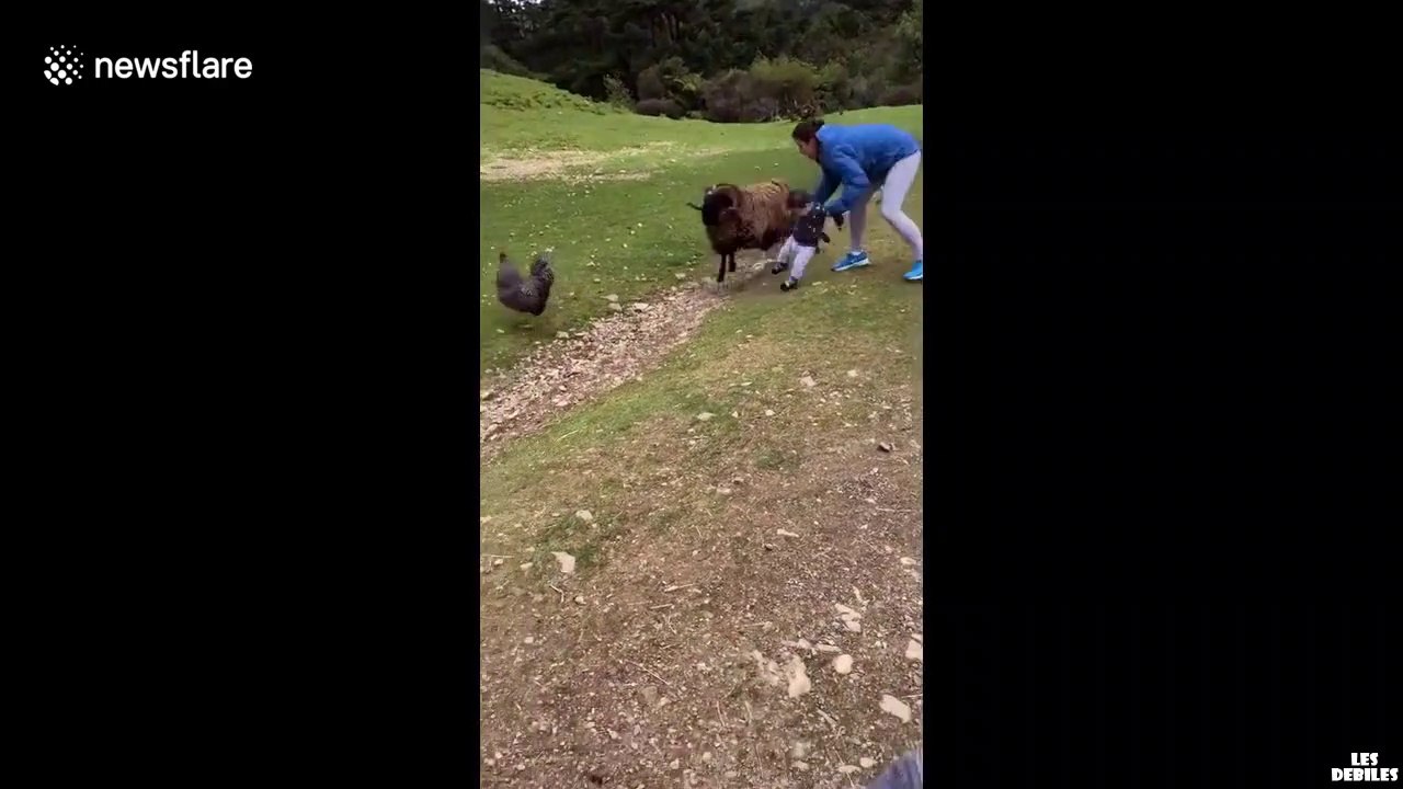 Un bélier charge un bébé essaye de ne pas rire