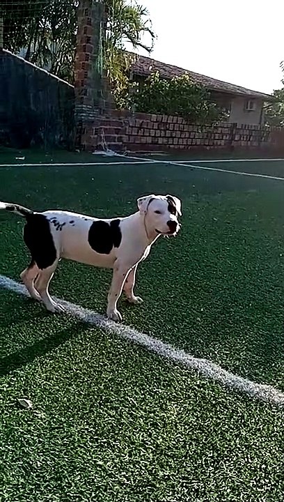 Mi cachorro pitbull