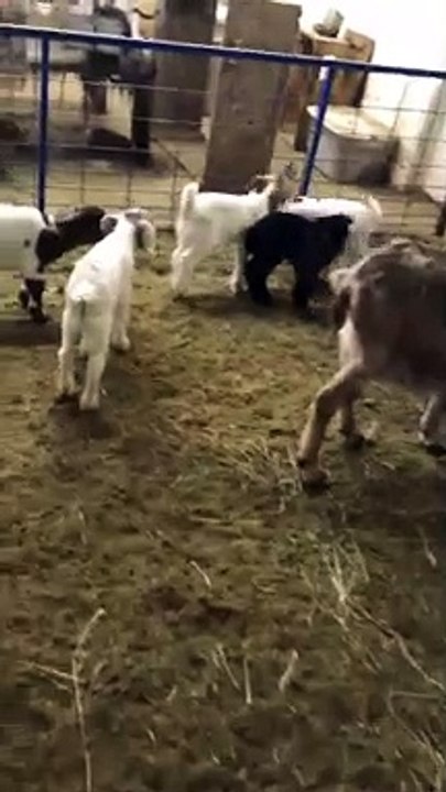 Chèvres chez La chèvre gourmande