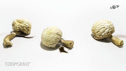 Champignon (Mushrooms) Timelapse