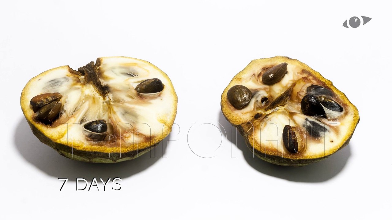 Cherimoya (Sugar Apple) Fruit Timelapse