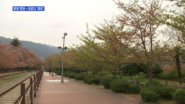 진해 벚꽃 엔딩…확진자 '제로'