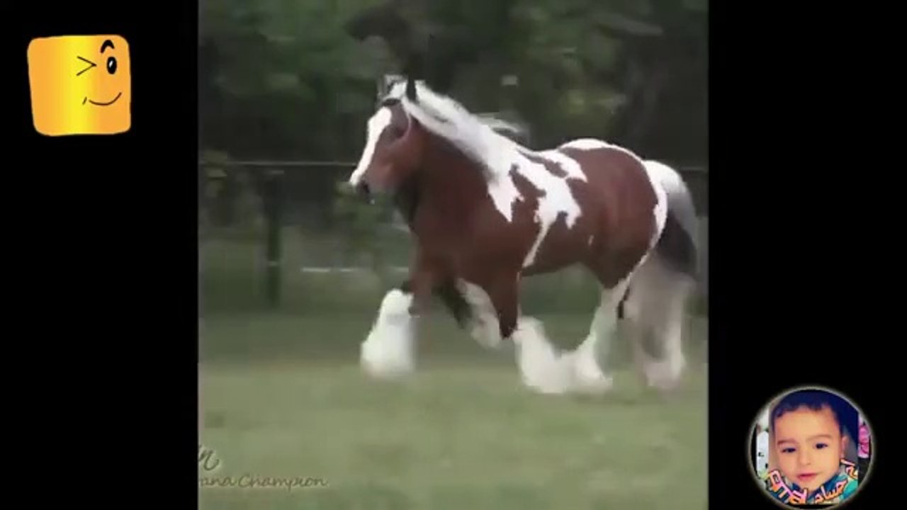 شاهد هيبة وجمال الخيول الاصيلة الخيل خير مقطع فيديو جميل جدااا