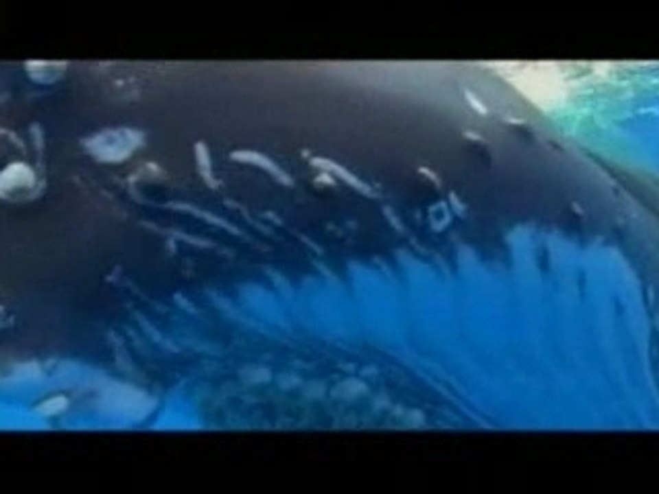 Dolphins and whales premiere