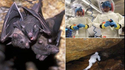 Wuhan lab 'was experimenting on bats' from cave 'where coronavirus may have originated'