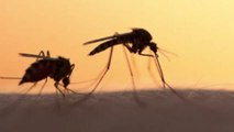 मच्छर भगाने के घरेलू उपाय | Mosquito Remove From Home in Hindi | Boldsky