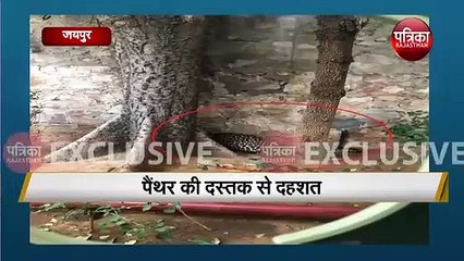 Jaipur में दिनदहाड़े आया Panther