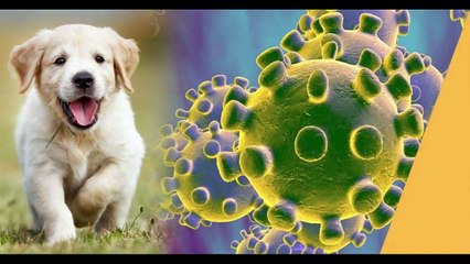 CORONA VIRUS: कोरोना है या नहीं बता देंगे कुत्ते..!