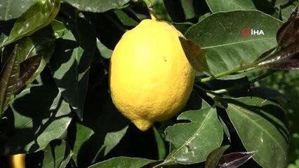 Üretici limon ihracatının açılmasını bekliyor