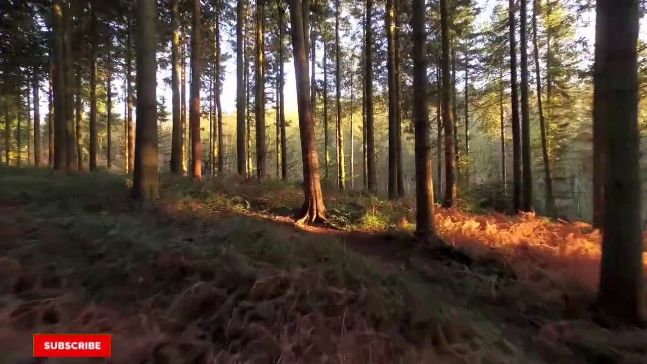 दुनिया का सबसे बड़ा मुर्गा|World biggest chicken|दुनिया में मुर्गे का रहस्य|sabse bda murga