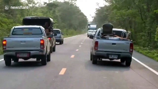 Driver injured after wild elephant flips over her pickup truck in Thailand