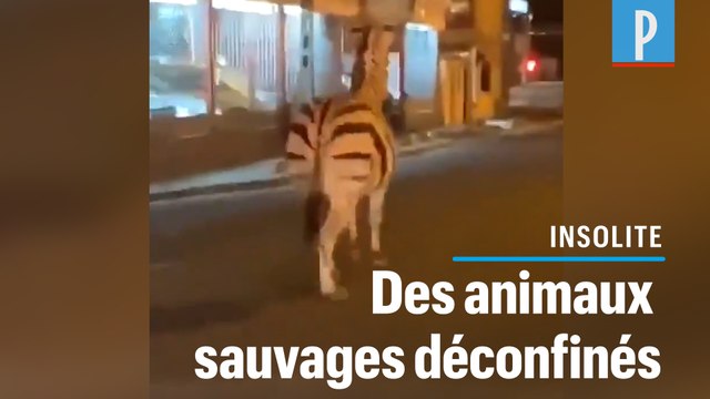Val-de-Marne : zèbre, daims et poneys se baladent en ville