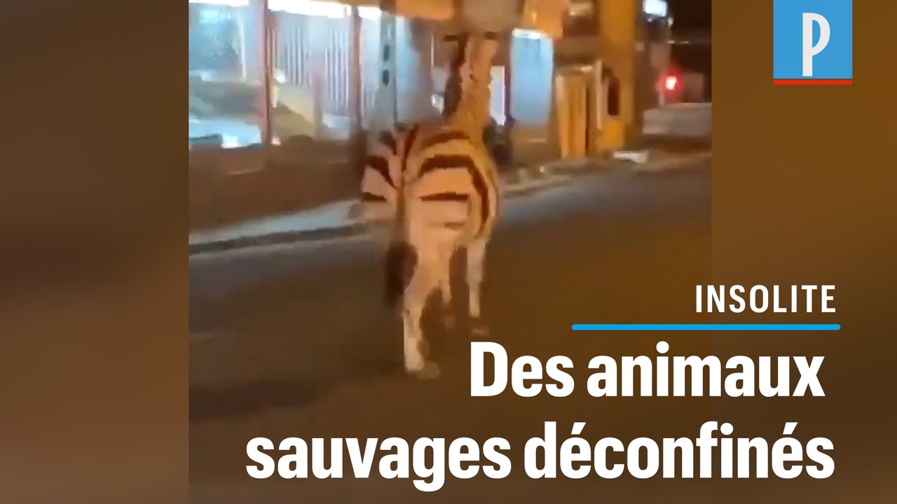 Val-de-Marne : zèbre, daims et poneys se baladent en ville