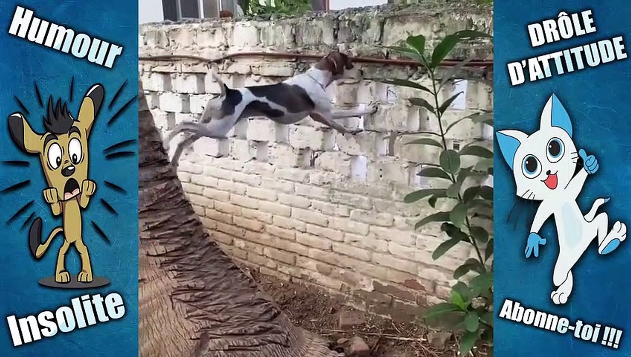 Drôle d'attitude Humour: Quand ton chien espionne les voisins