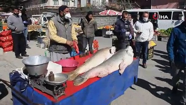 Biri 95 biri 65 kilo ağırlığında: Dev turna balıklarını görenler, sosyal mesafe kuralını unuttu