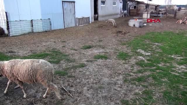 TEKİRDAĞ Koronavirüs tedbirleri kapsamında sokağa çıkamayan besicinin hayvanlarını çaldılar