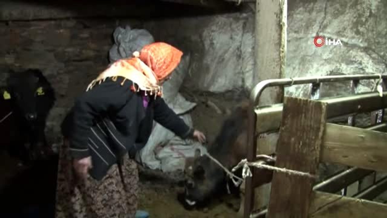 Çaresizliğin yüzüyken, umudun yüzü olan Sabiha nine, inekleri ile dağ ve bayırlara çıkmak için...