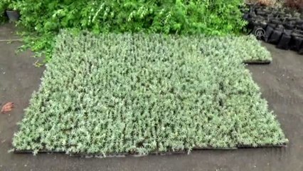 Karapınar'da mera ıslahı için tohumluk fide dikimi - KONYA