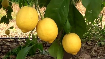Limon hasadı sürüyor