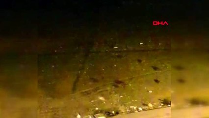 Sivas'ta domuz sürüsü yerleşim yerine indi