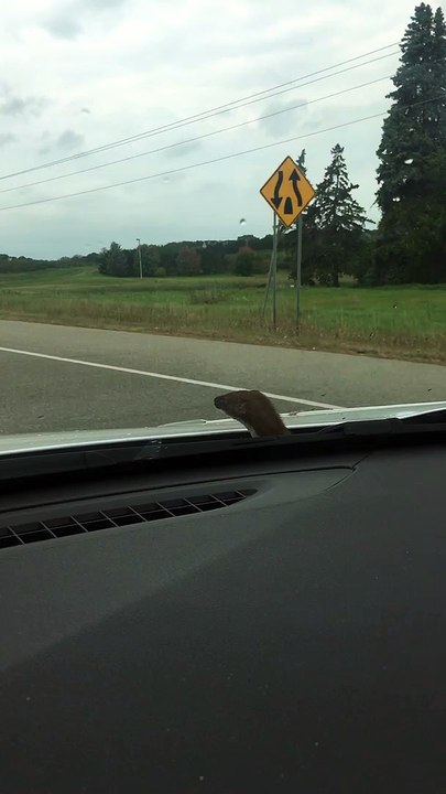 Weasel Stows Away in Car Engine Bay