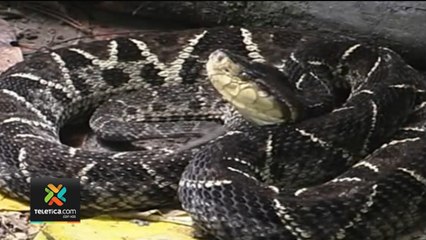 tn7-50-años-clodomiro-picado-130420