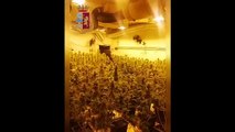 Milano - Serra con 500 piante di marijuana in uno scantinato (13.04.20)