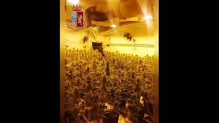 Milano - Serra con 500 piante di marijuana in uno scantinato (13.04.20)