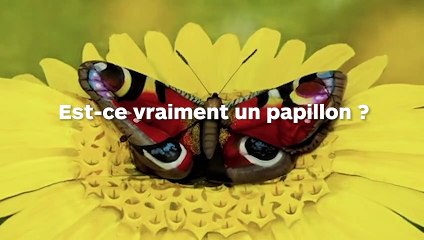 Ce papillon est en réalité une femme ! La voyez-vous ?