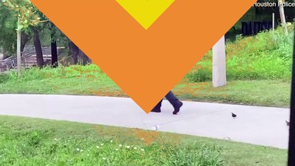 Un policier aide des canetons à retrouver leur maman