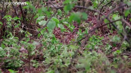 Locuste, la seconda piaga d'Africa