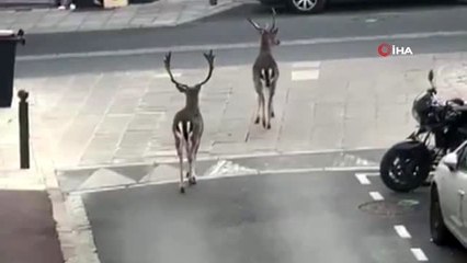 - Paris sokaklarına geyikler indi